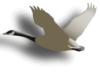 Captcha image 7874
